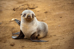 Baby Seal