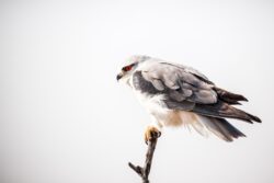 Black-shouldered Kite