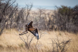 Brown Snake Eagle