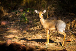 Damara Dik-Dik