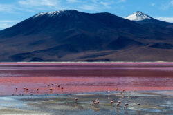 Flamingos at Laguna Colorada