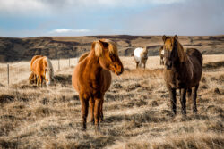 Icelandic Horses