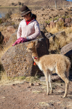 Girl & Baby Vicuna
