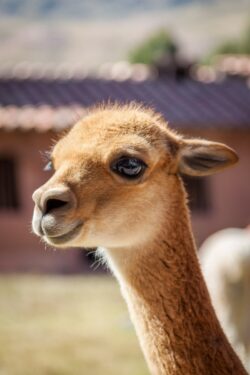 Vicuña
