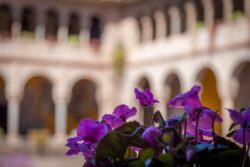 Cloister Flowers