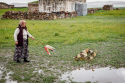 Duck Wrangler