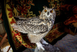 What's Owl This?