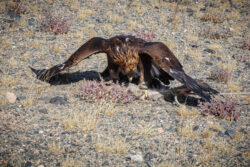 Hare and Eagle