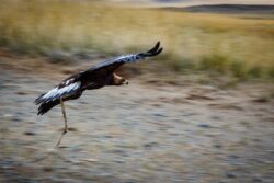 Eagle in Flight
