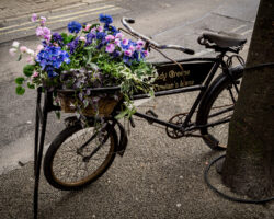 A Basket of Flowers