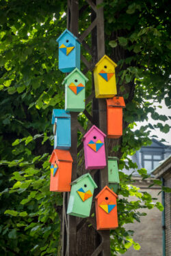 Bird Boxes