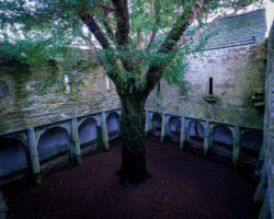 Muckross Abbey Cloister