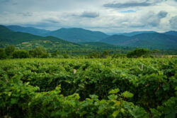 Vineyard Views