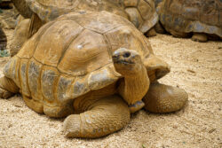 Giant Tortoise 2