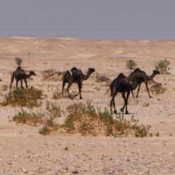 Oman-011-Black-Camels