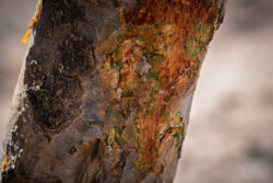 Oman-012-Frankinsence-Scars